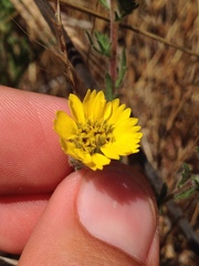 Deinandra corymbosa