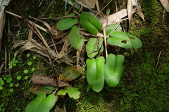 Mickelopteris cordata