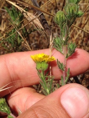 Deinandra corymbosa