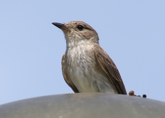 Muscicapa striata tyrrhenica