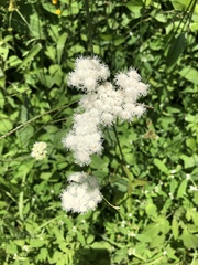 Ageratum albidum