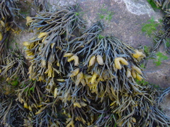 Pelvetia canaliculata