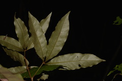 Heritiera trifoliolata