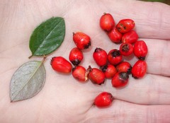 Cotoneaster hicksii