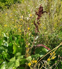 Rumex confertus
