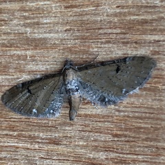 Eupithecia tripunctaria