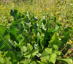 Rumex confertus