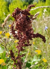 Rumex confertus