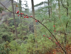 Cotoneaster hicksii