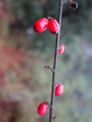 Cotoneaster hicksii