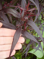 Strobilanthes anisophyllus