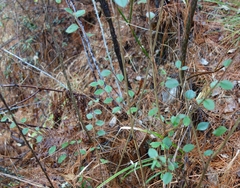 Cotoneaster hicksii