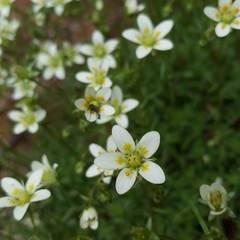 Saxifraga aspera