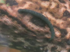 Macrobdella