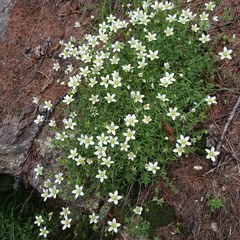 Saxifraga aspera