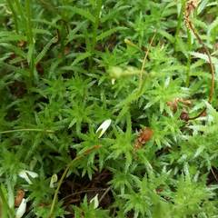 Saxifraga aspera