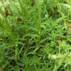 Saxifraga aspera