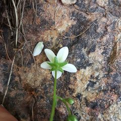Saxifraga aspera