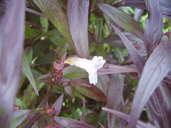 Strobilanthes anisophyllus
