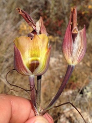 Calochortus clavatus