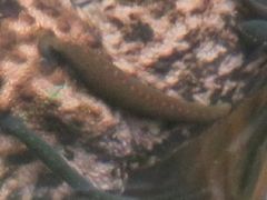 Macrobdella
