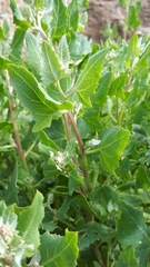 Atriplex sagittata