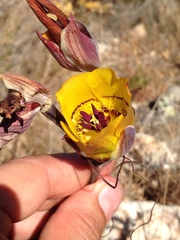 Calochortus clavatus