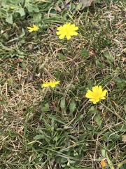 Leontodon saxatilis saxatilis