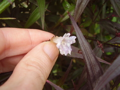 Strobilanthes anisophyllus