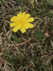 Leontodon saxatilis saxatilis