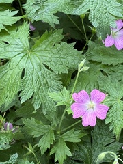 Geranium × oxonianum