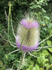 Dipsacus fullonum