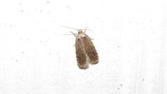 Agonopterix clemensella