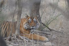 Panthera tigris tigris