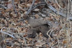 Galloperdix lunulata