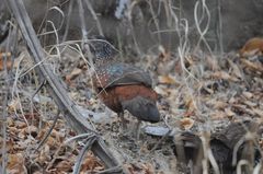 Galloperdix lunulata