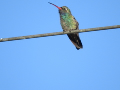 Cynanthus latirostris