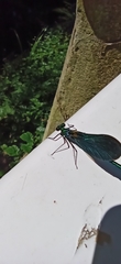 Calopteryx virgo