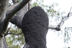 Nasutitermes walkeri