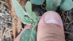 Heliotropium ellipticum