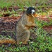 Upland Fox Squirrel - Photo (c) ernesthwilliams, some rights reserved (CC BY-NC), uploaded by ernesthwilliams