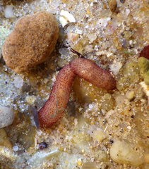 Taeniogyrus papillis