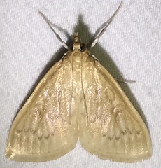 Framinghamia helvalis