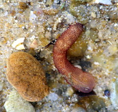 Taeniogyrus papillis