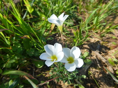 Oxalis argyrophylla