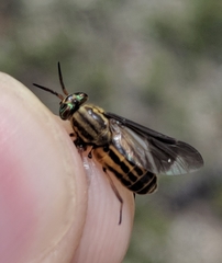 Chrysops aberrans