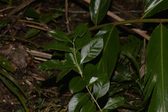 Psidium cattleyanum