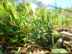 Oxalis argyrophylla