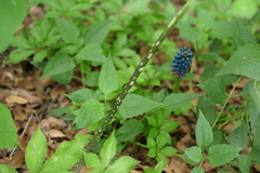 Amorphophallus henryi