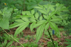 Amorphophallus henryi